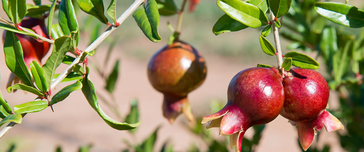 Premium pomegranates riverland south australia